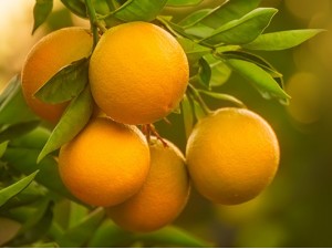 Portakal Esansiyel Yağı ile Mutlaka Denenmesi Gereken 16 Tarif