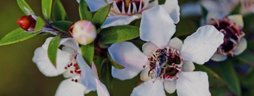 Manuka Yağının Faydaları Nelerdir? Manuka Yağının Faydaları Nelerdir?
