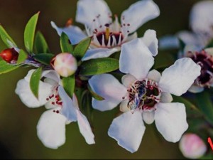 Manuka Yağının Faydaları Nelerdir?