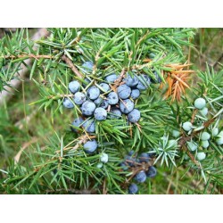 Ardıç Meyvesi-Katranı Yağı (juniper berry) EL ATTAR PREMIUM