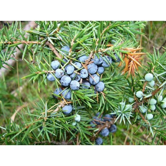 Ardıç Meyvesi-Katranı Yağı (juniper berry) EL ATTAR PREMIUM Ardıç Meyvesi-Katranı Yağı (juniper berry) EL ATTAR PREMIUM