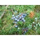 Ardıç Meyvesi-Katranı Yağı (juniper berry) EL ATTAR PREMIUM Ardıç Meyvesi-Katranı Yağı (juniper berry) EL ATTAR PREMIUM