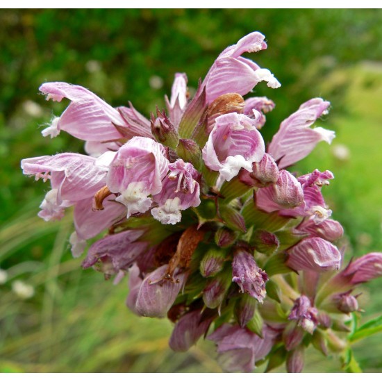 Balsam Peru Yağı EL ATTAR PREMIUM