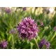 Hint Sümbülü yağı (spikenard) EL ATTAR PREMIUM Hint Sümbülü yağı (spikenard) EL ATTAR PREMIUM