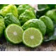 Bergamot Yağı EL ATTAR PREMIUM Bergamot Yağı EL ATTAR PREMIUM