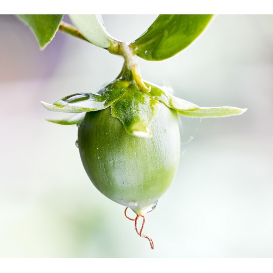 Soğuk Sıkım İthal Jojoba Yağı