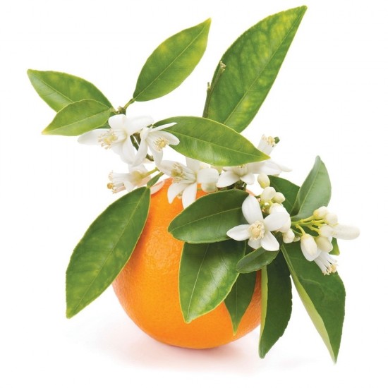 Neroli Absolute Yağı EL ATTAR PREMIUM Neroli Absolute Yağı EL ATTAR PREMIUM