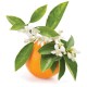 Neroli Absolute Yağı EL ATTAR PREMIUM Neroli Absolute Yağı EL ATTAR PREMIUM