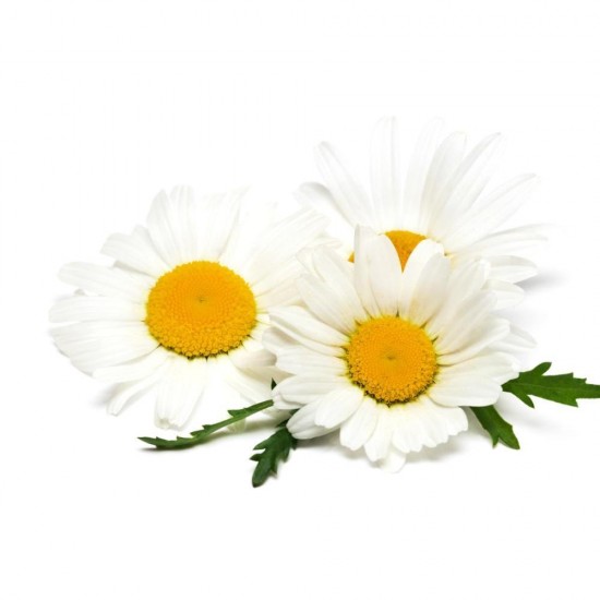 Alman (Roman) Papatya yağı EL ATTAR PREMIUM Alman (Roman) Papatya yağı EL ATTAR PREMIUM