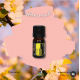 Hanımeli Absolute Yağı EL ATTAR PREMIUM Hanımeli Absolute Yağı EL ATTAR PREMIUM