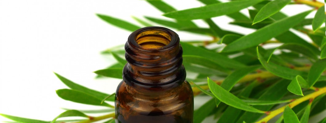 Çay Ağacı Yağı (Melaleuca) Kullanım Alanları ve Faydaları Çay Ağacı Yağı (Melaleuca) Kullanım Alanları ve Faydaları