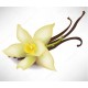 Vanilya Absolute EL ATTAR PREMIUM Vanilya Absolute EL ATTAR PREMIUM