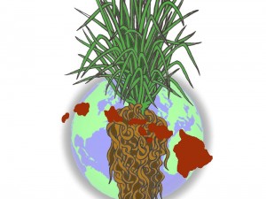 Vetiver Yağı Kullanım Alanları ve Faydaları